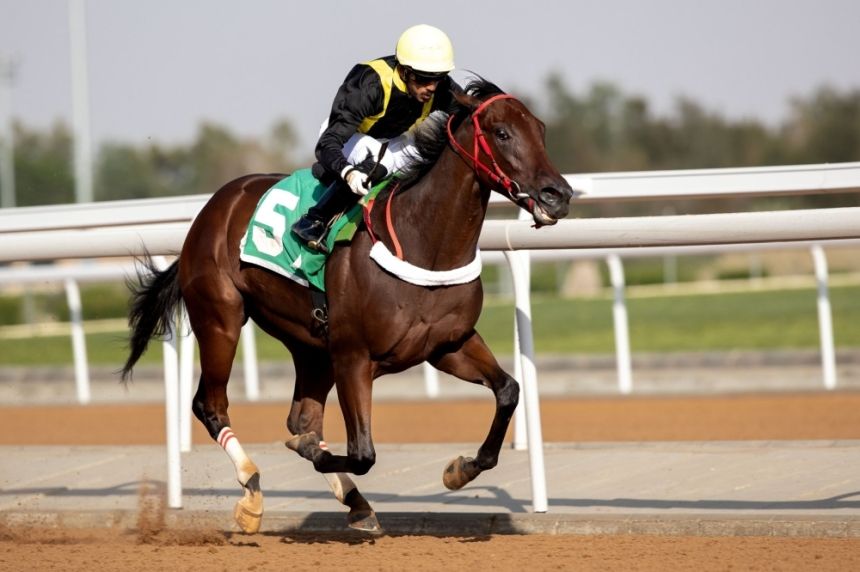 سباقات الخيل السعودية - نادي سباقات الخيل