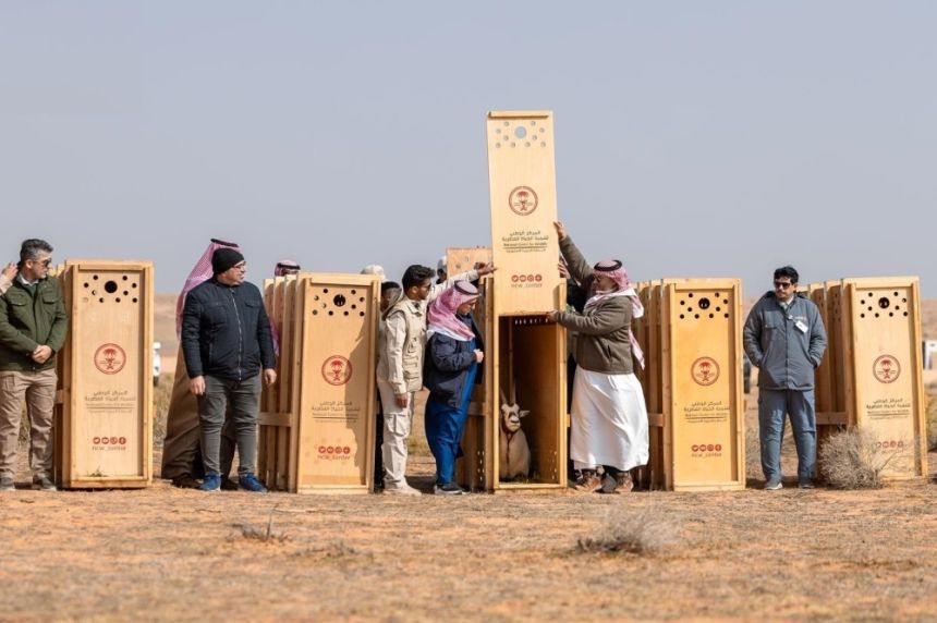 إطلاق عدد من الكائنات الفطرية المهددة بالانقراض في محمية الإمام تركي بن عبدالله - واس (4)