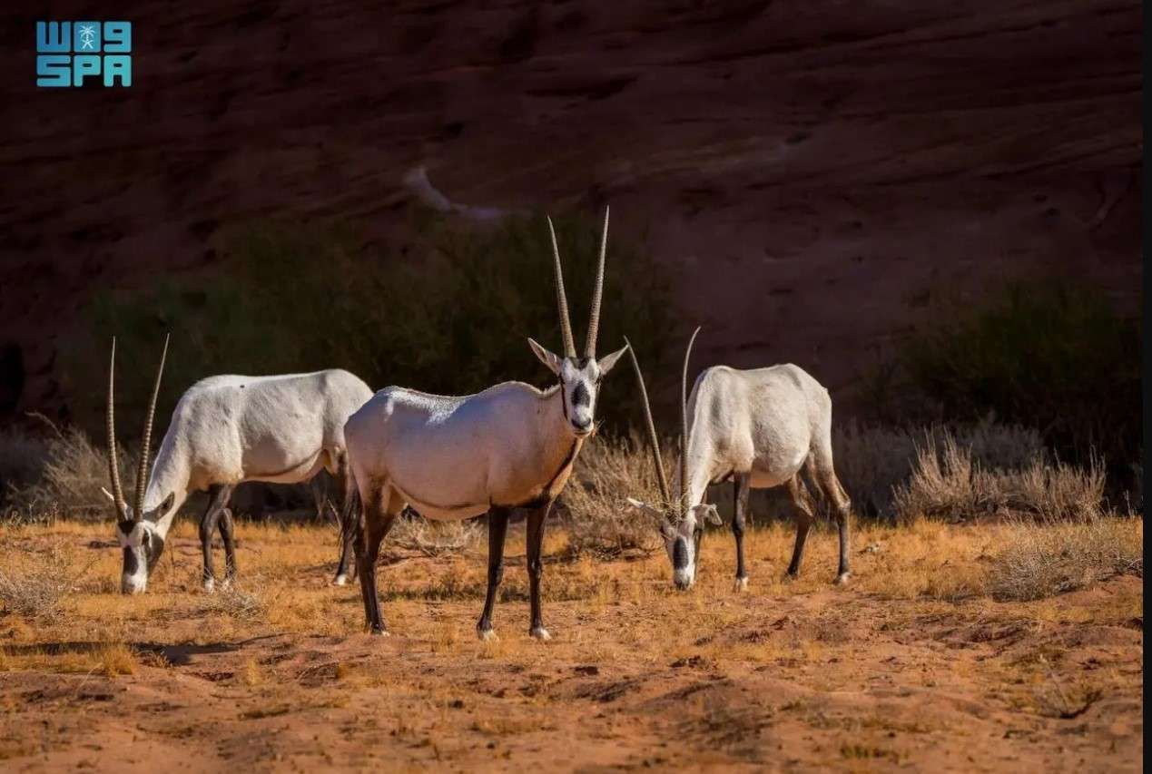 إعادة كائنات مهددة بالانقراض