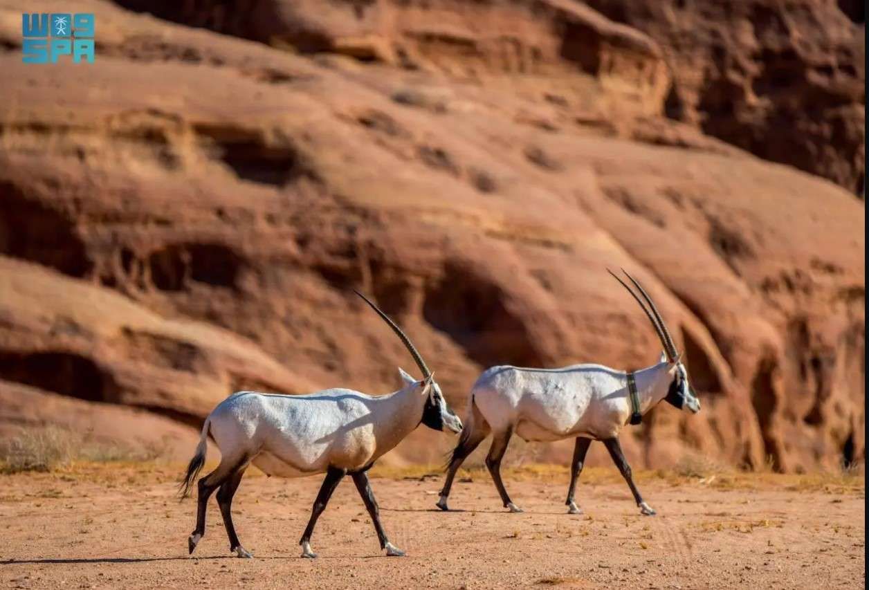 إعادة كائنات مهددة بالانقراض