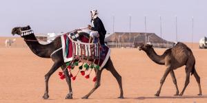 لماذا يتفاخر العرب بالإبل في الميدان؟.. "صورة مقربة" تكشف خصائصها وألوانها - اخبارك الان