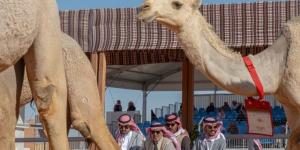 مهرجان الإبل يعزز الاستدامة البيئية بالعناية بـ 1244 شجيرة ونخلة - اخبارك الان