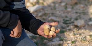 "الأمن البيئي" تحذ الباحثين عن "الفقع" من دخول المحميات وقطع المسيجات - اخبارك الان