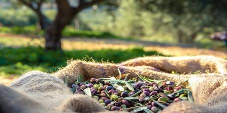 "نقابة معاصر الزيتون" تعلن جاهزيتها - اخبارك الان