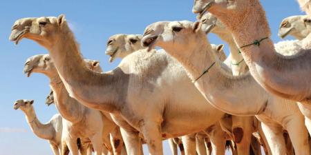 الطائف.. استدعاء مالك إبل إثر ادعاء تعرض إحداها للطعن - اخبارك الان