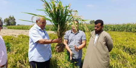 أرز يتم زراعته تحت ظروف الجفاف والملوحة.. «فيتو» تحاور مبتكر "أرز عرابي".. الدكتور سعيد سليمان يكشف التفاصيل لأول مرة - اخبارك الان