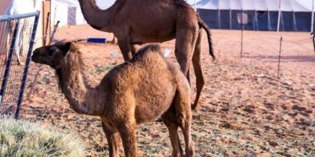 من الحوار إلى البعير.. مسميات الإبل حسب عمرها في الجزيرة العربية - اخبارك الان