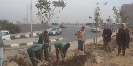 تنفيذ المرحلة الأولى لتشجير الطريق الدائري نطاق المريوطية - اخبارك الان