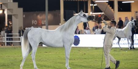 انطلاق مهرجان الأمير سلطان بن عبدالعزيز العالمي للجواد العربي - اخبارك الان