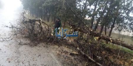 بالفيديو .. سقوط شجرة حرجية على الشارع العام في الشوبك - اخبارك الان