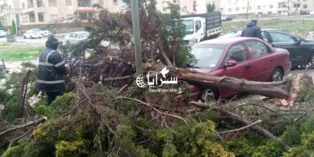 بالصور .. سقوط شجرة على عدد من المركبات في إربد - اخبارك الان