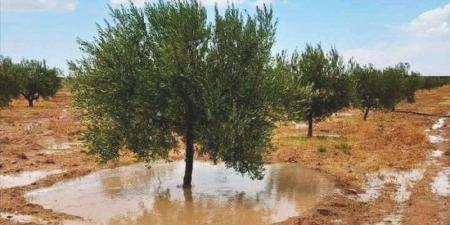 اعلاها بنفطة.. كميات الامطار المسجلة منذ صباح اليوم - اخبارك الان