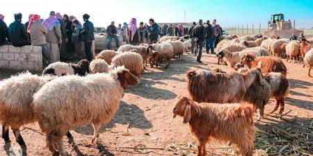 مربو مواشي يستهجنون سماح وزارة الزراعة باستيراد (120) ألف رأس من الأغنام السورية ويحذّرون من الاوبئة #عاجل - اخبارك الان