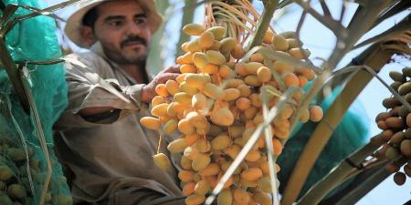 إعفاء العمالة الوافدة في القطاع الزراعي من الاشتراك بتأمين الشيخوخة والعجز الكلي - اخبارك الان