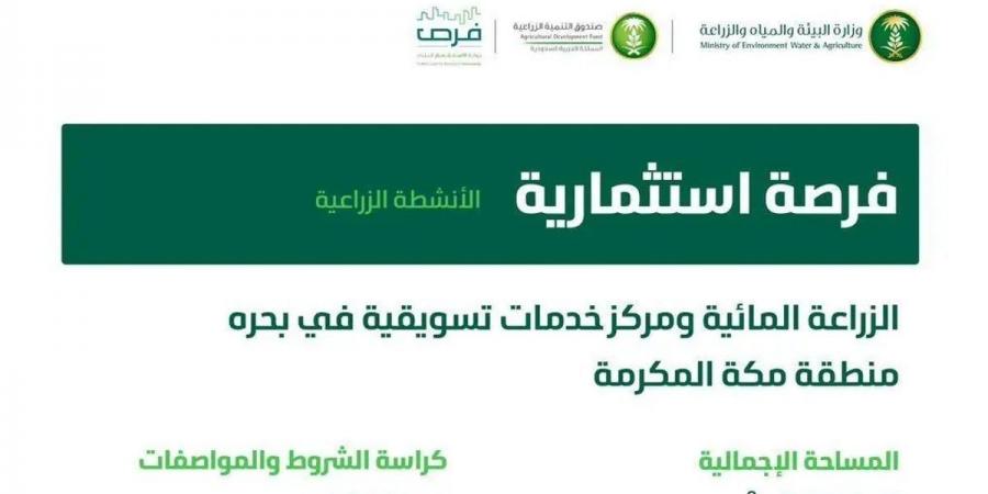 "البيئة" تطرح فرصة استثمارية لإنتاج وتسويق الخضراوات والفواكه في بحرة مكة - اخبارك الان