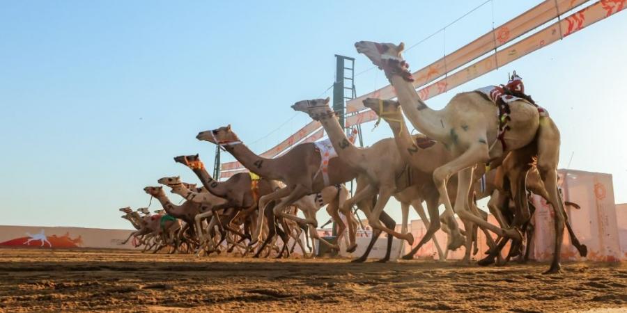  تتويج الفائزين بأولى كؤوس المرحلة النهائية من مهرجان ولي العهد للهجن في فئة "حقايق" - اخبارك الان