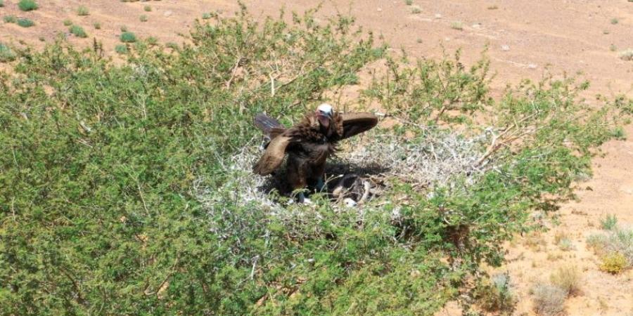 محمية الملك سلمان تحتضن 310 من أكبر أنواع النسور المسجلة بالمملكة - اخبارك الان