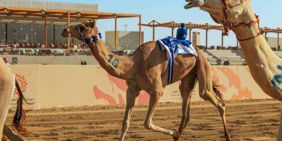 أخبار الرياضة - انطلاق فئة الـ«ثنايا» بمشاركة 1470 مطية.. اليوم - اخبارك الان