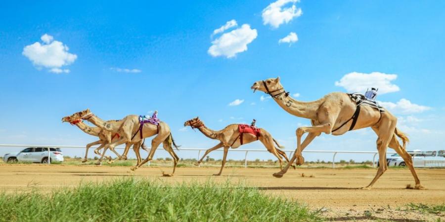 21.637 مطية .. رقم قياسي جديد في مهرجان ولي العهد للهجن - اخبارك الان