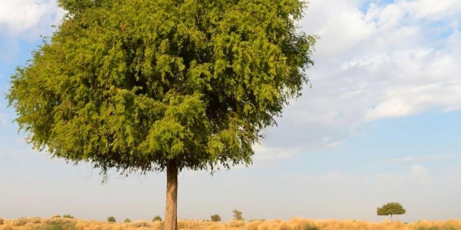 6 مختبرات في مركز المصادر الوراثية النباتية لدعم التنوع البيولوجي - اخبارك الان