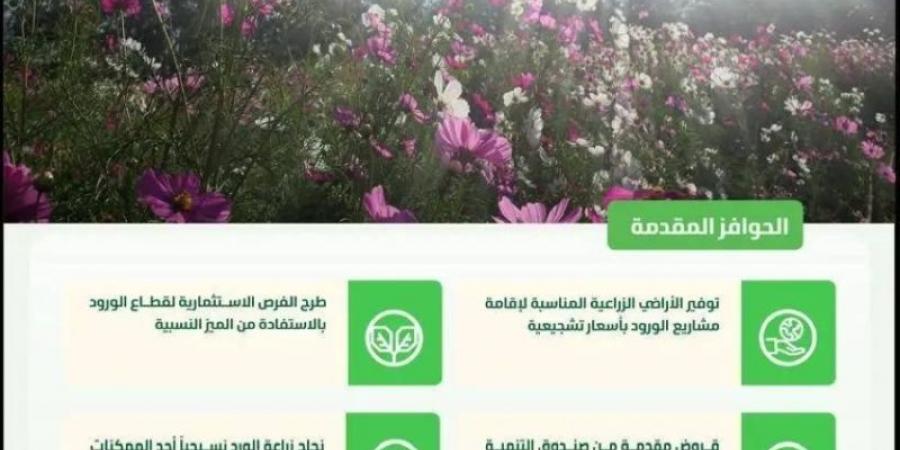 توطين زراعة وإنتاج الورد لتلبية الطلب المتزايد وفتح أسواقٍ جديدة لتصدير الورد السعودي - اخبارك الان