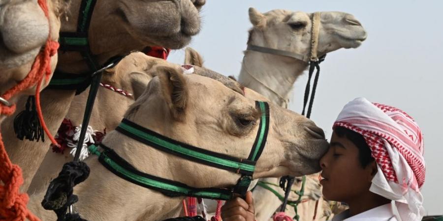 الاستعداد لانطلاق النسخة الثالثة من جادة الإبل 2024 بالطائف - اخبارك الان