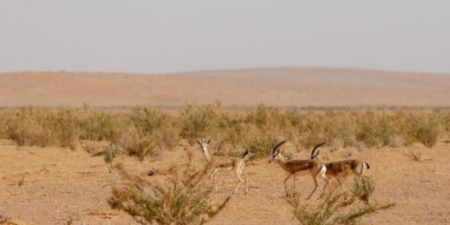 مسوحات ميدانية شاملة لحماية الحياة الفطرية في الخليج العربي - اخبارك الان