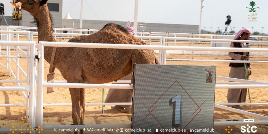 ابن عميرة: سما نجد وصلت إلى 3 ملايين - اخبارك الان