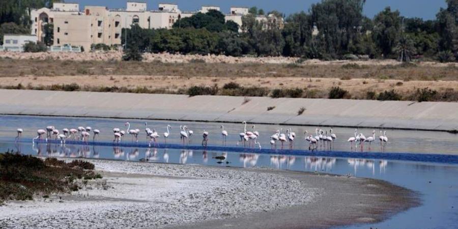 متنزه القناة المائية.. وجهة سياحية مثالية في الجبيل الصناعية - اخبارك الان