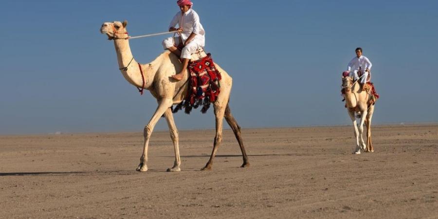 أملج.. ميدان الحوراء للهجن يحتفل باليوم الوطني - اخبارك الان