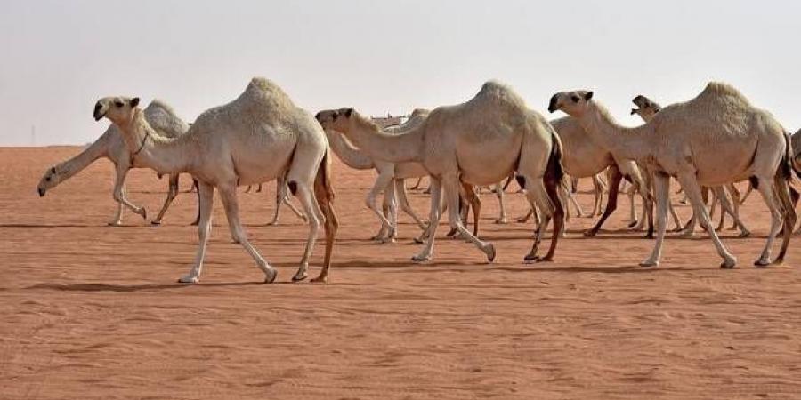 مهرجان الإبل في الطائف يسجل رقمًا قياسيًّا وصفقات مليونية - اخبارك الان