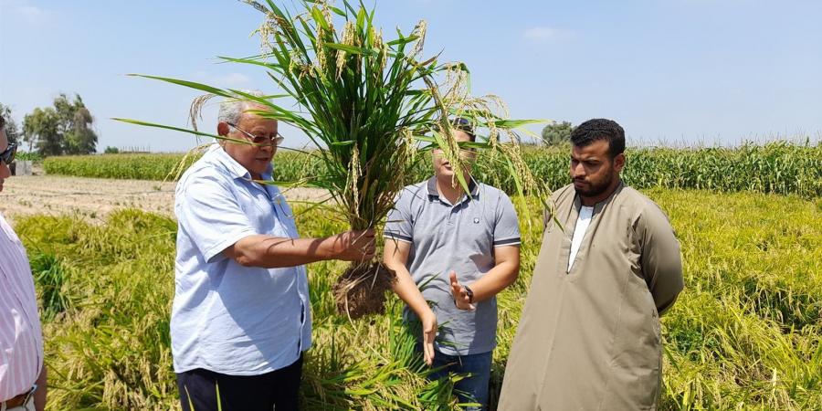 أرز يتم زراعته تحت ظروف الجفاف والملوحة.. «فيتو» تحاور مبتكر "أرز عرابي".. الدكتور سعيد سليمان يكشف التفاصيل لأول مرة - اخبارك الان