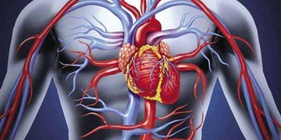 أخبار الرياضة - تطوير برمجيات تساعد في تشخيص أمراض الأوعية الدموية - اخبارك الان