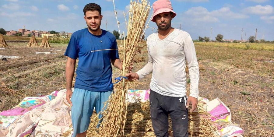 بشاير الخير.. فرحة المزارعين بحصاد محصول السمسم فى غيطان الشرقية (صور) - اخبارك الان