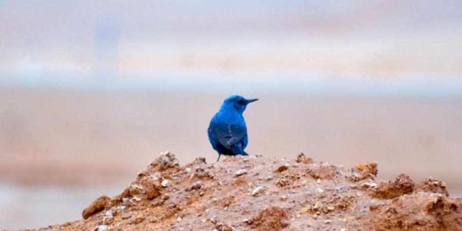 موسم الهجرة.. رصد طائر "سمنة الصخور الزرقاء" في الحدود الشمالية - اخبارك الان