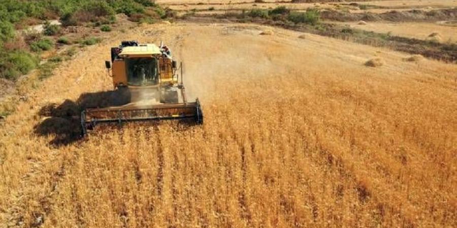 مستوى قياسي.. المزارعون الصينيون يحصدون 652 مليون طن حبوب - اخبارك الان