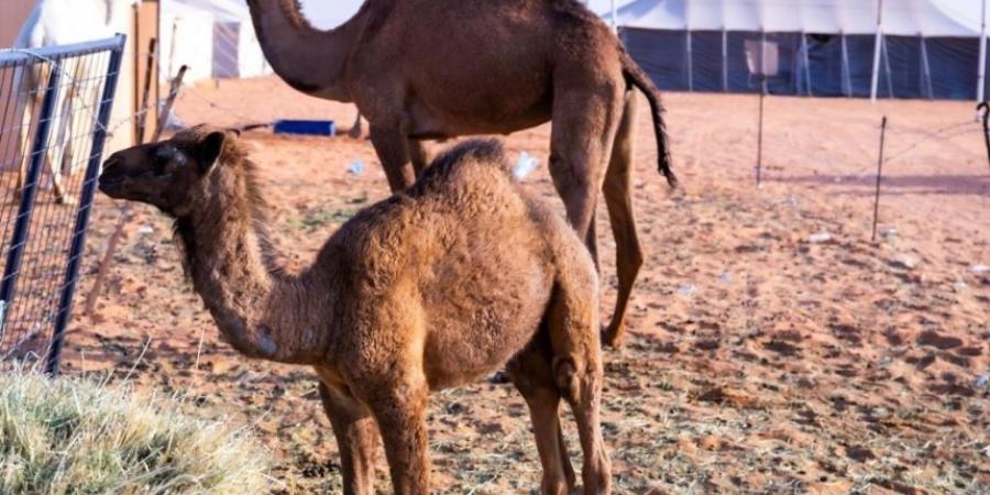 من الحوار إلى البعير.. مسميات الإبل حسب عمرها في الجزيرة العربية - اخبارك الان