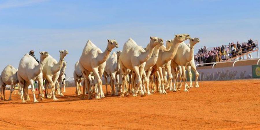 رئاسة الهيئة تشارك في مهرجان الملك عبدالعزيز للإبل بعدة فرق ميدانية  - اخبارك الان