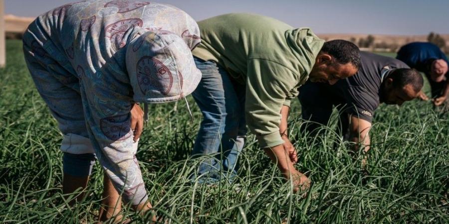 وزير العمل: 288 ألف عامل وافد حصلوا على تصاريح عمل حتى تاريخه - اخبارك الان