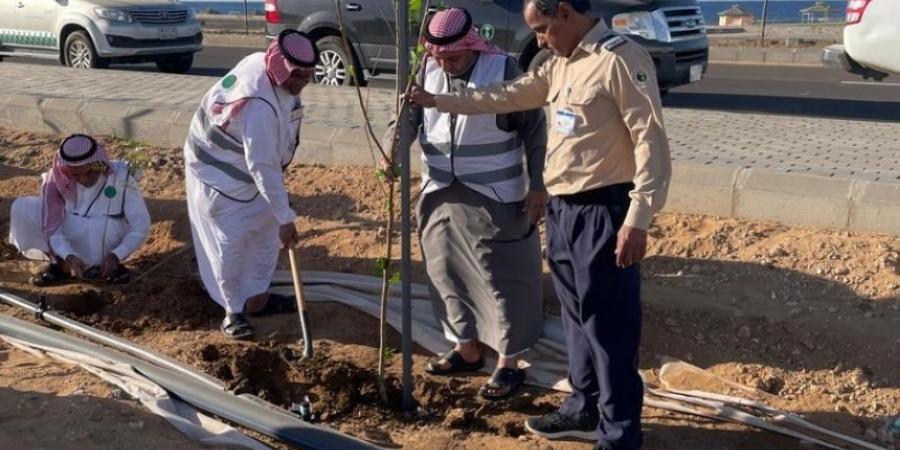 بالصور.. 700 شتلة متنوعة تُزين الواجهة البحرية في رابغ - اخبارك الان