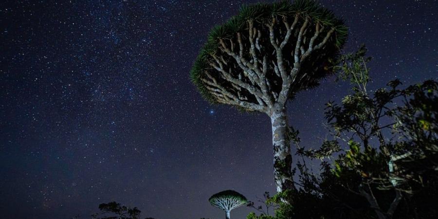 سقطرى Socotra Island أغنى بقاع الأرض بالتنوع البيولوجي والجزيرة المباركة التي أسرها الجمال والأساطير - اخبارك الان