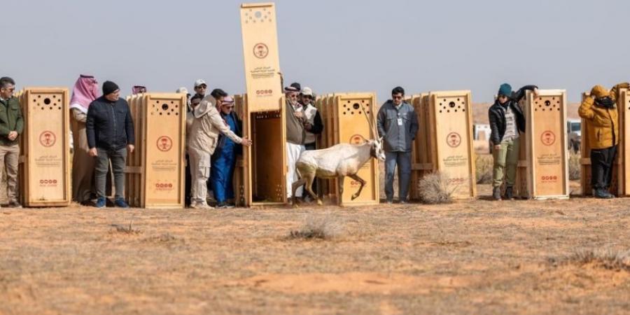 محمية الإمام تركي..إطلاق 95 من الكائنات الفطرية المهددة بالانقراض - اخبارك الان