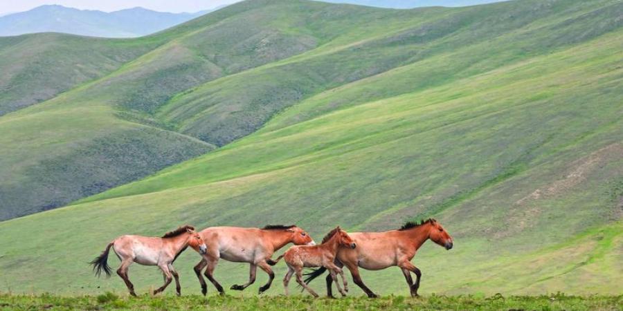 منغوليا تنجح  في إنقاذ خيولها البرية من الانقراض - اخبارك الان