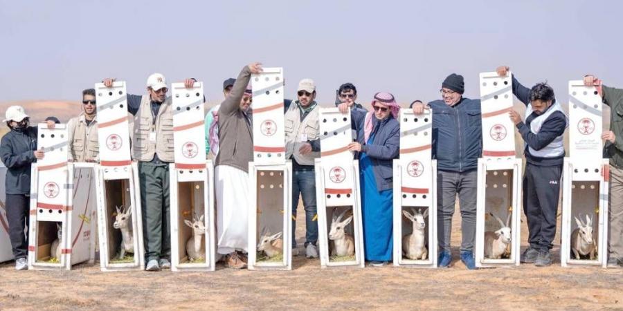 إطلاق كائنات مهددة بالانقراض في محمية الإمام تركي بن عبدالله - اخبارك الان