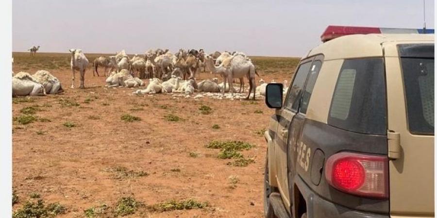 ضبط مخالفَين لنظام البيئة لاستغلالهما الرواسب في تبوك - اخبارك الان