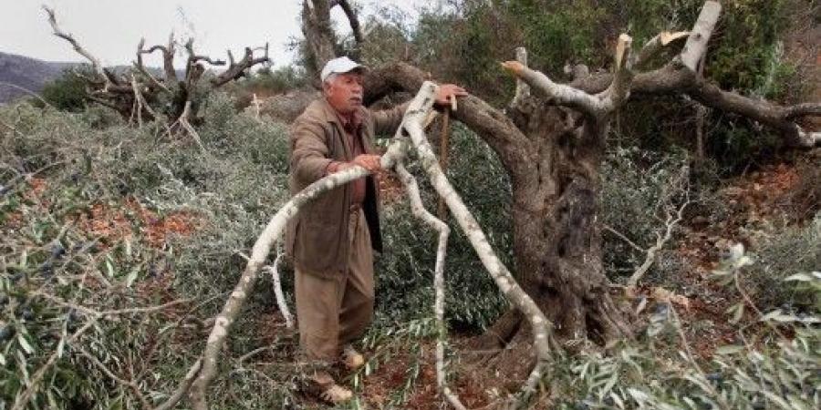 مستوطنون صهاينة يهاجمون أراضٍ زراعية في الأغوار ويقطعون أشجارًا - اخبارك الان