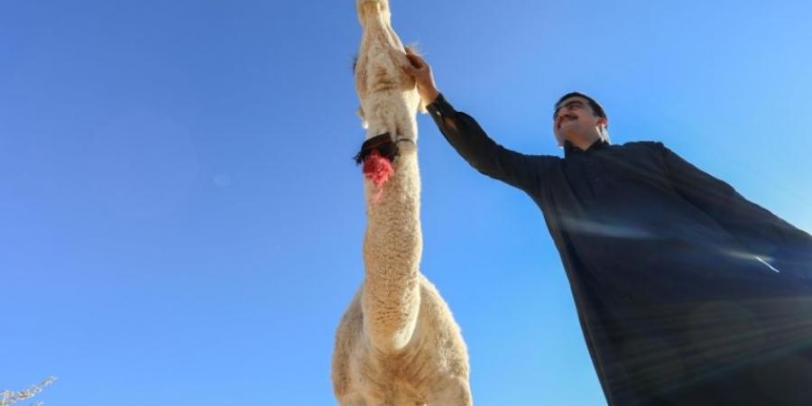 مشاركة 37 باحثًا في المؤتمر الدولي الـ5 عن الإبل في الثقافة العربية - اخبارك الان