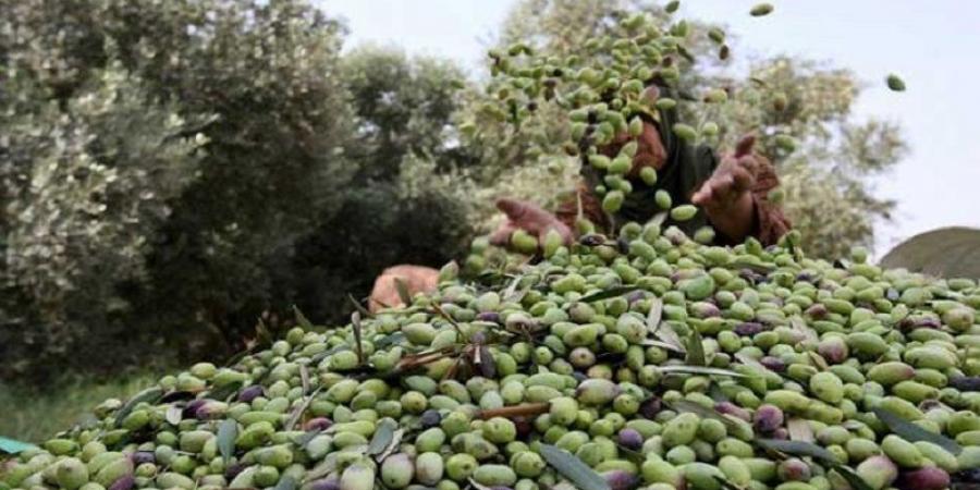 قضية هنشير الشعال : رفض الإفراج عن عبد العزيز المخلوفي - اخبارك الان