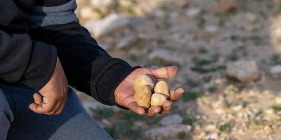 "الأمن البيئي" تحذ الباحثين عن "الفقع" من دخول المحميات وقطع المسيجات - اخبارك الان