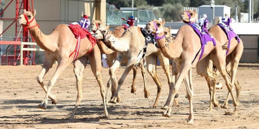 هجن العاصفة تتألق في تحديات الثنايا بمهرجان ولي عهد دبي - اخبارك الان